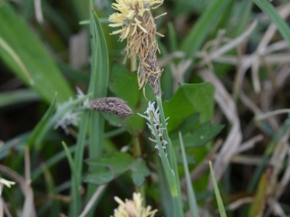 Beli šaš | Rastlina | Life Habitats