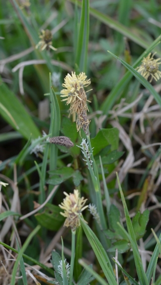 Beli šaš | Rastlina | Life Habitats