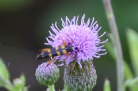 Pegasti (lisasti) vitki kozliček – Strangalia maculata