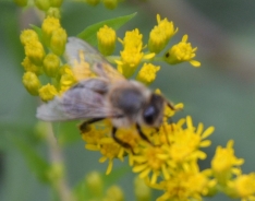 European honey bee