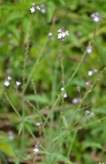 Navadni sporiš – Verbena officinalis