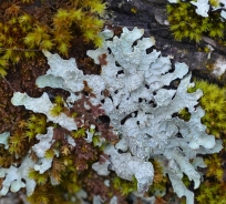 Hammered shield lichen