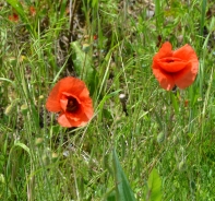 Field poppy