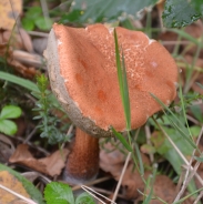 Trepetlikov turek – Leccinum aurantiacum (Bull.) gray s. auct.