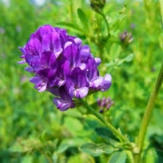 Erba medica