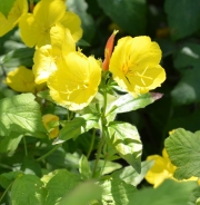 Common evening-primrose