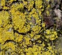 Rumenček – Xanthoria weberi