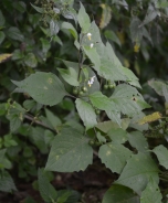 European black nightshade