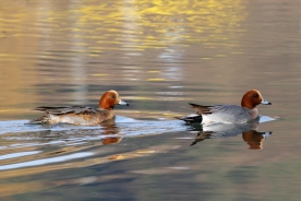 Eurasian wigeon 