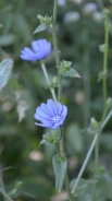 Common chicory 