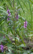 Purple loosestrife