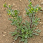 Senecione comune