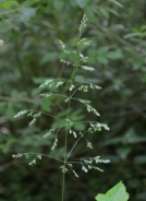 American milletgrass