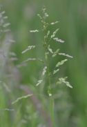 Navadna latovka – Poa trivialis