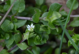 Chickweed