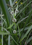 Simplestem bur-reed