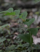 Mnogocvetni salomonov pečat - Polygonatum multiflorum