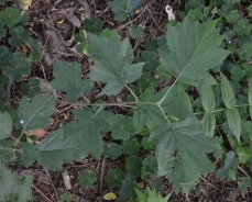 Ciavardello 
