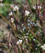 Large bitter-cress