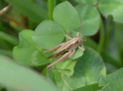 Beloroba ščebetulja – Chorthippus albomarginatus