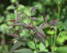 Germander meadowsweet