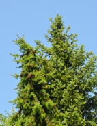 Pančić spruce