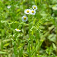 Annual fleabane