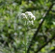 Garden valerian