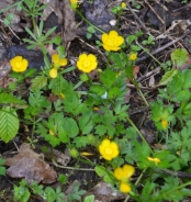 Meadow buttercup