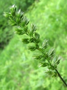 Crested dog's-tail