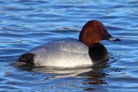 Common pochard 