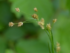 White wood-rush