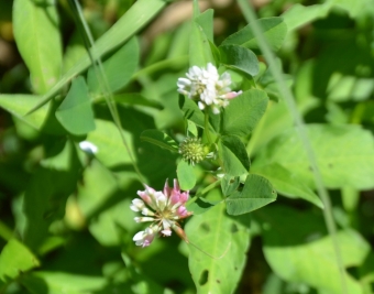 Hibridna detelja – Trifolium hibridum