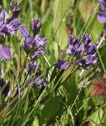 Common milkwort