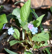 Spomladanska torilnica – Omphalodes verna Moench
