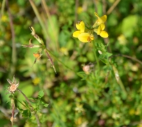 Common bird's-foot trefoil