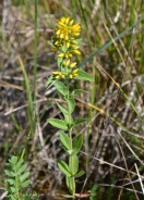 Pikasta pijavčnica - Lysimachia punctata