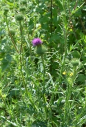 Spiny plumeless thistle