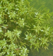 Vernal water-starwort