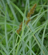 True fox sedge