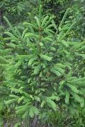 European spruce