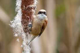 Eurasian penduline tit 