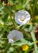 Field bindweed