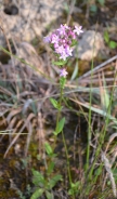 Centaurea minore 