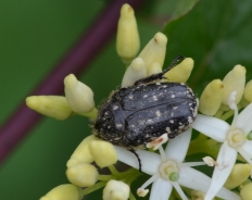 Lisasta minica, žalni cvetožer (Oxythyrea funesta)