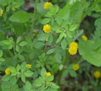 Large hop trefoil