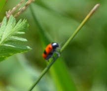 Ant bag beetle