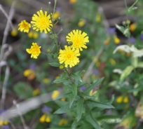 Kobulasta škržolica – Hieracium umbellatum L.