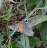 Small heath