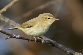 Willow warbler 